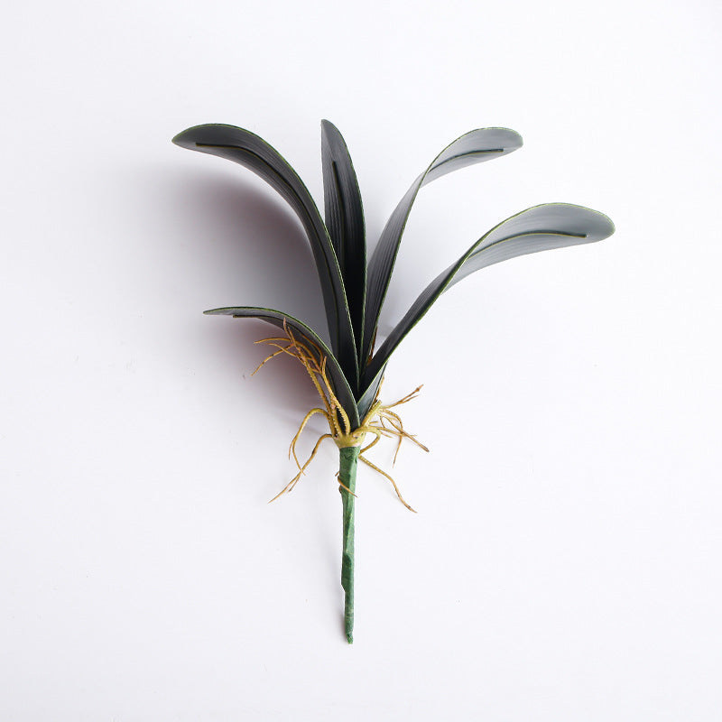 Phalaenopsis Leaf