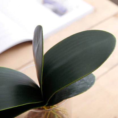 Phalaenopsis Leaf