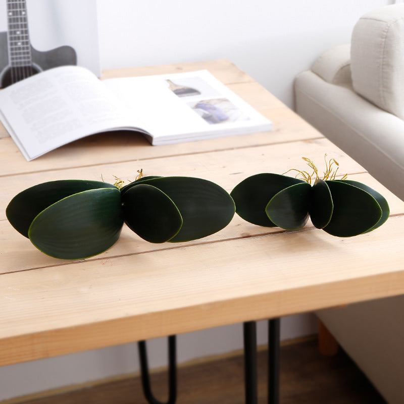 Phalaenopsis Leaf