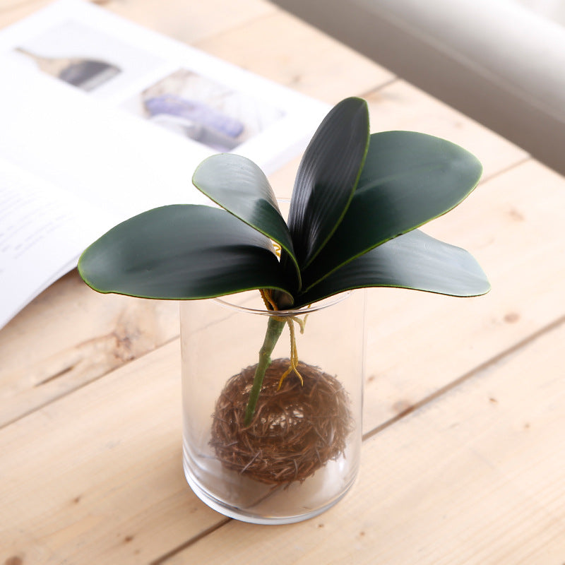 Phalaenopsis Leaf