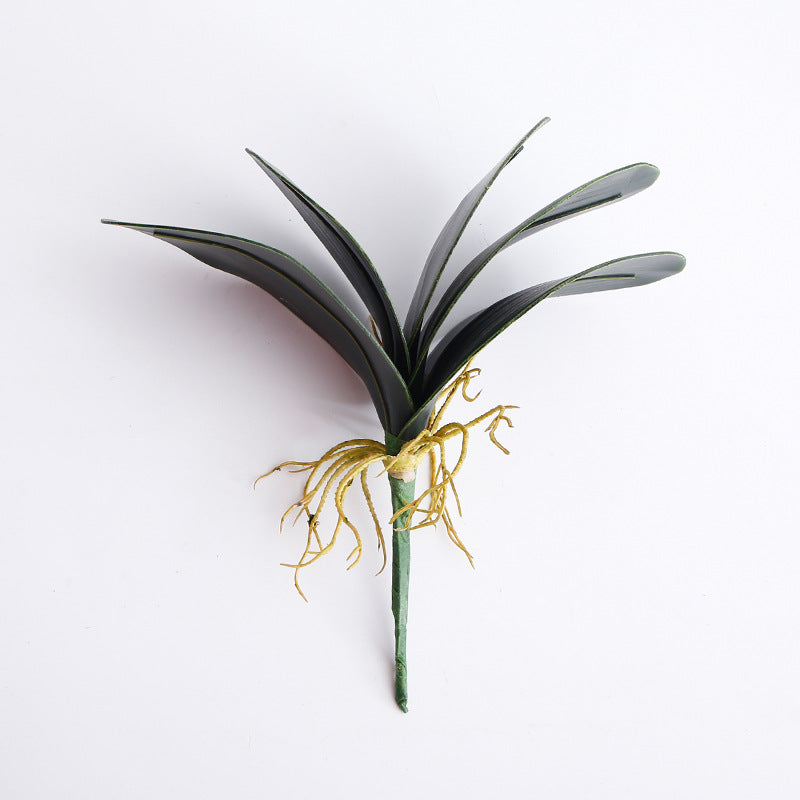 Phalaenopsis Leaf