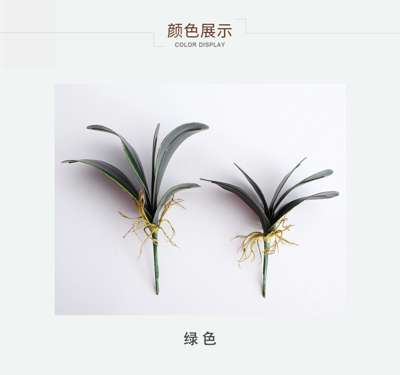 Phalaenopsis Leaf