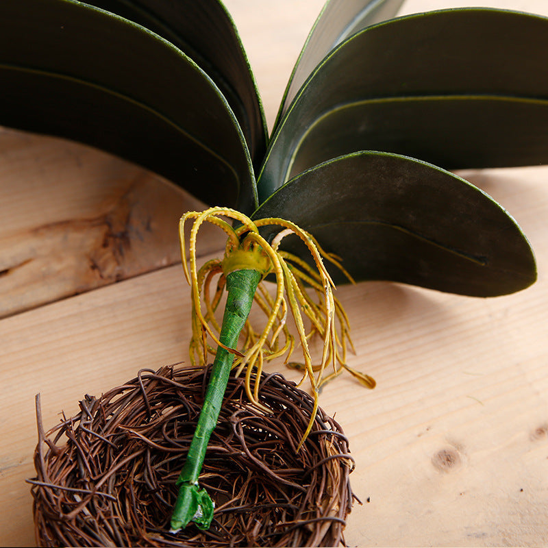 Phalaenopsis Leaf