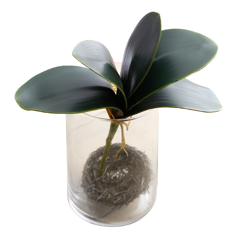 Phalaenopsis Leaf