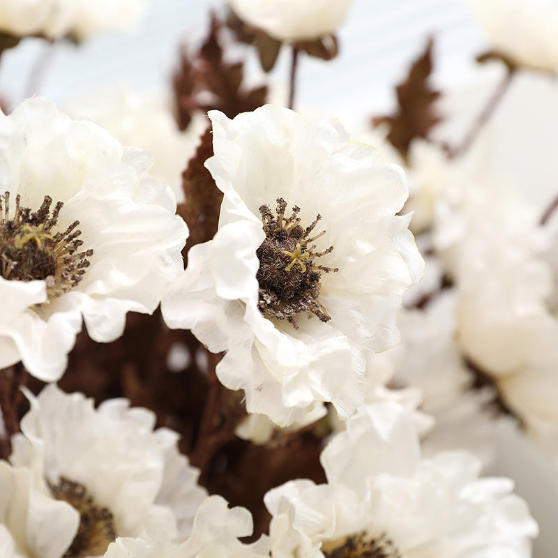 Eagle Poppy