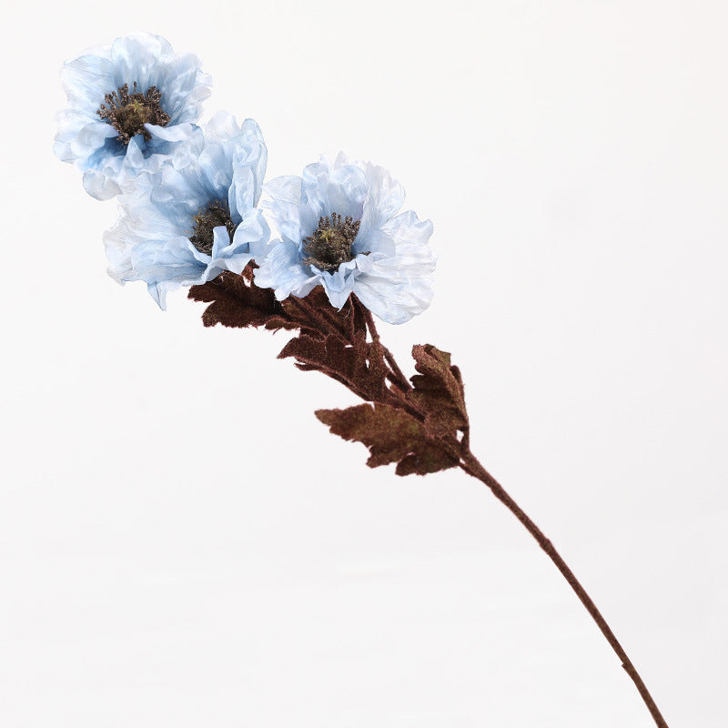 Eagle Poppy
