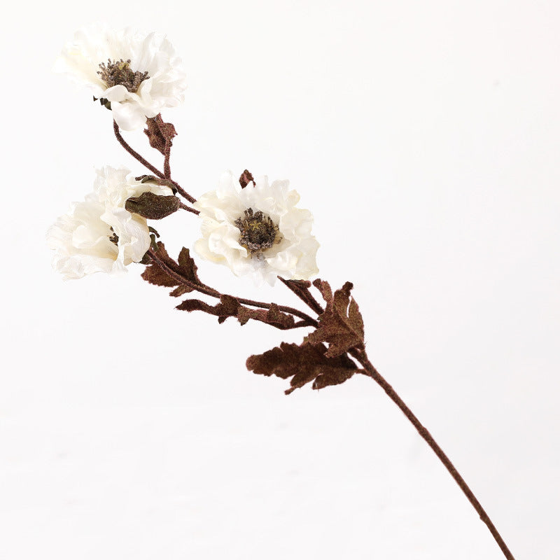 Eagle Poppy