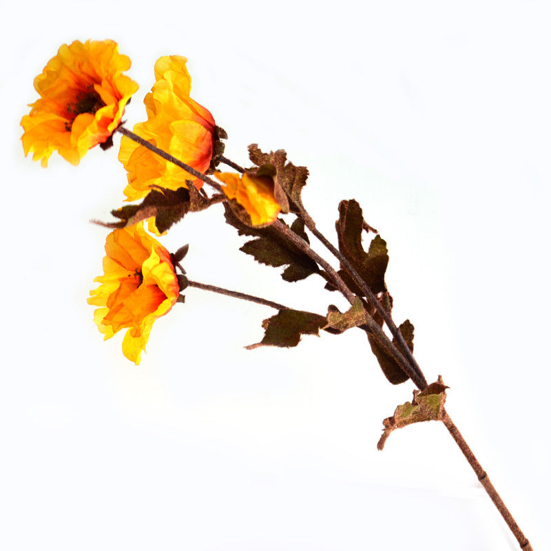 Eagle Poppy