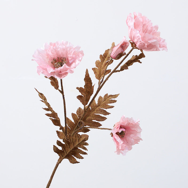 Eagle Poppy