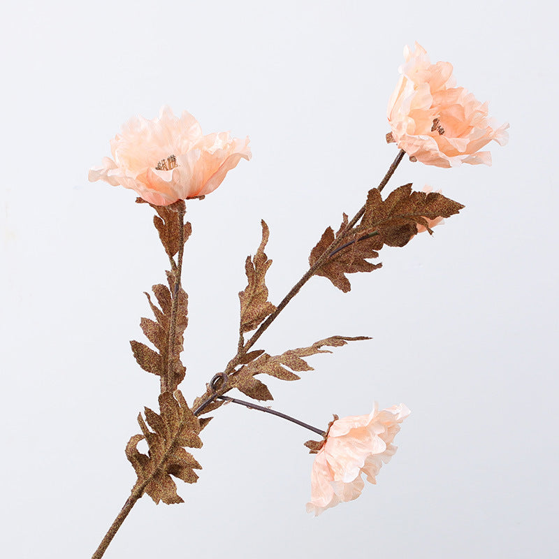 Eagle Poppy