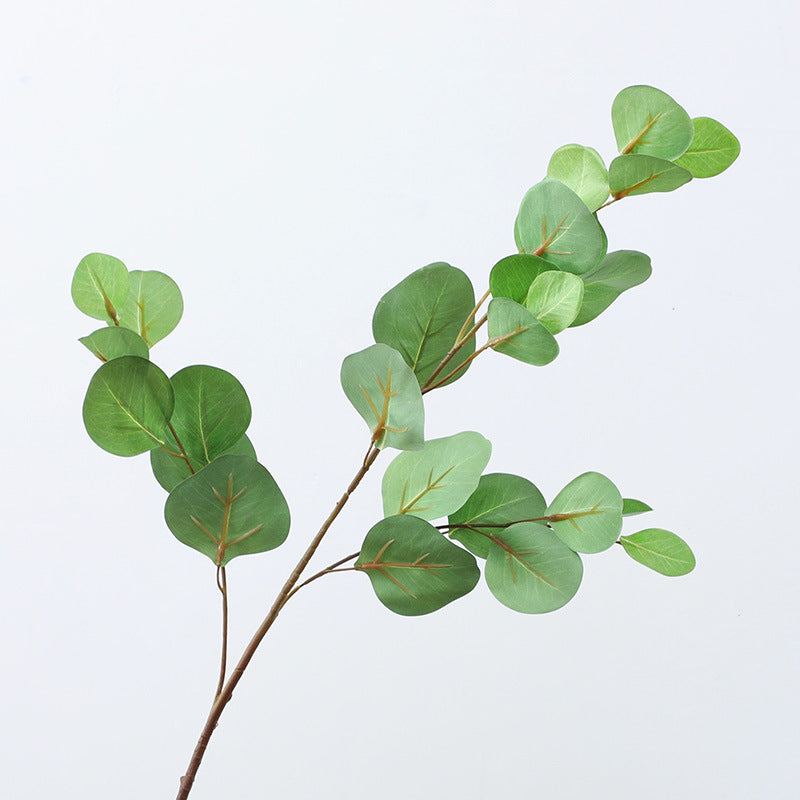 Eucalyptus leaf