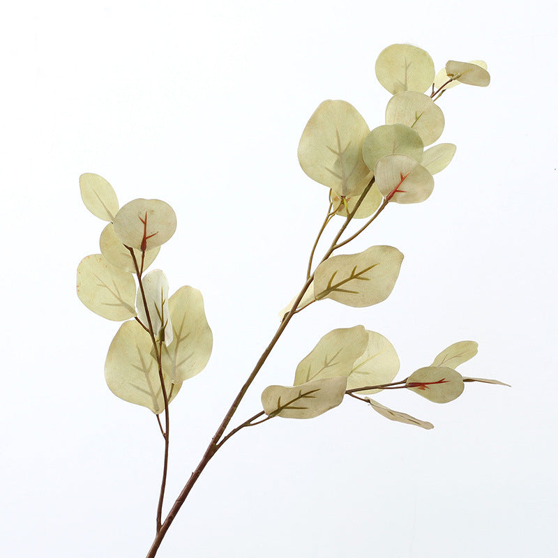 Eucalyptus leaf