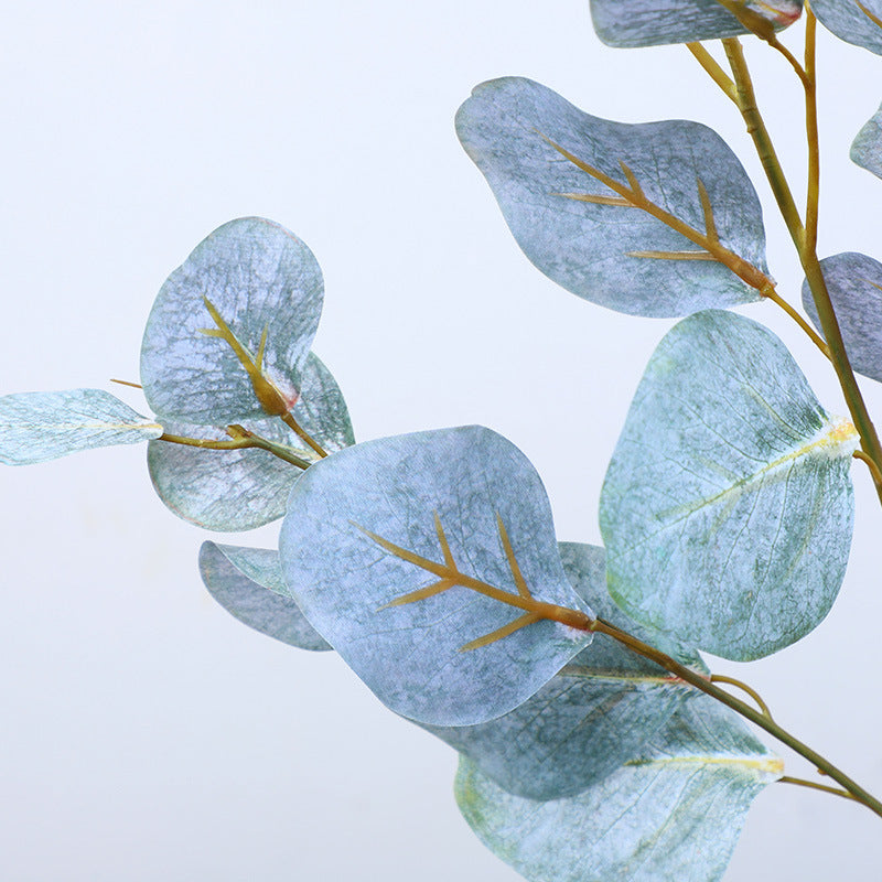 Eucalyptus leaf