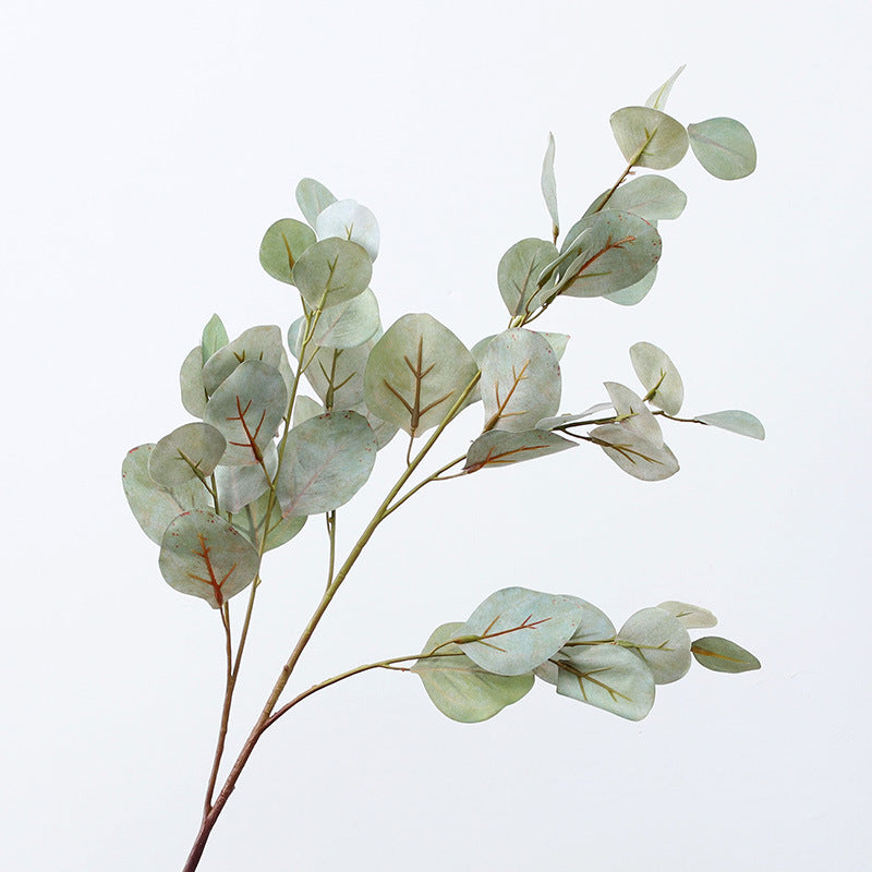 Eucalyptus leaf