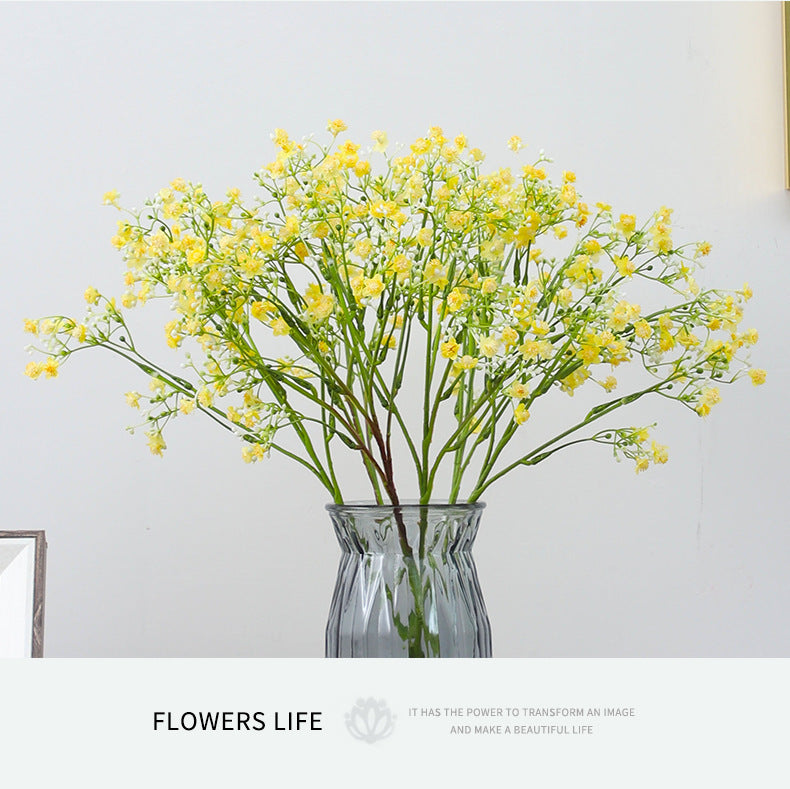 Gypsophila