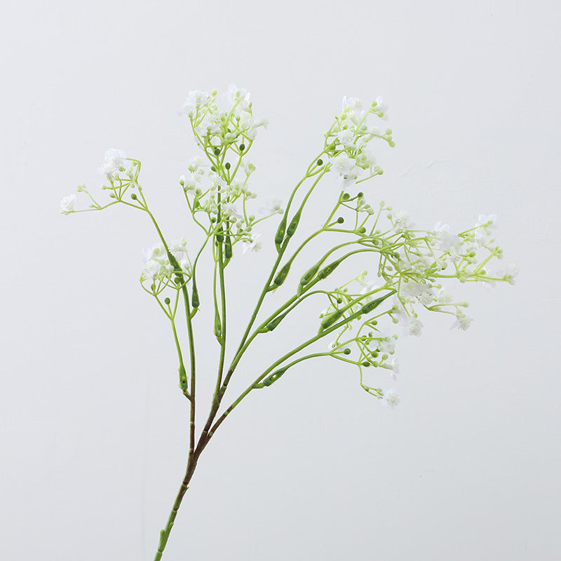 Gypsophila