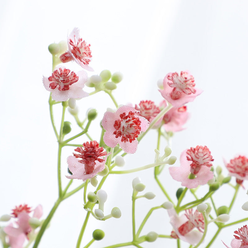Gypsophila