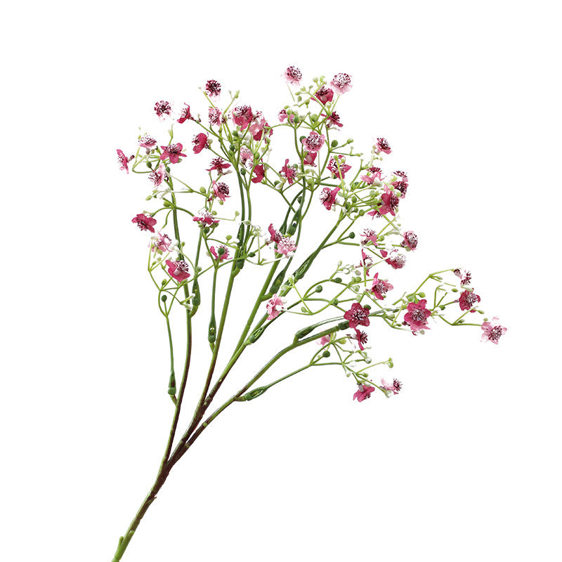 Gypsophila