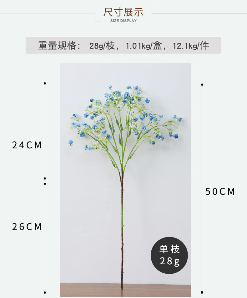 Gypsophila
