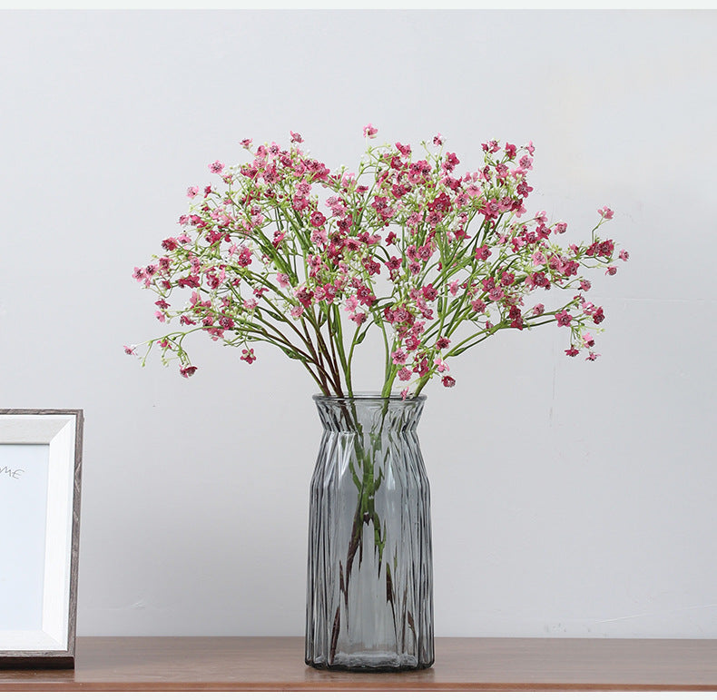Gypsophila