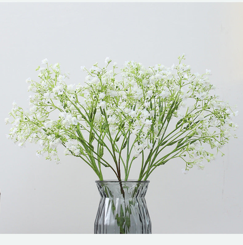 Gypsophila