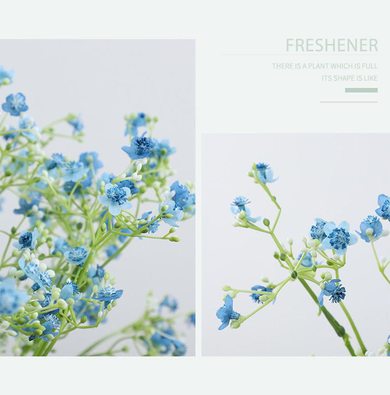 Gypsophila
