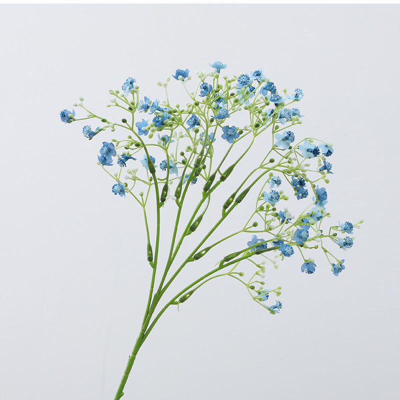 Gypsophila