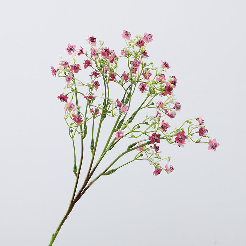 Gypsophila