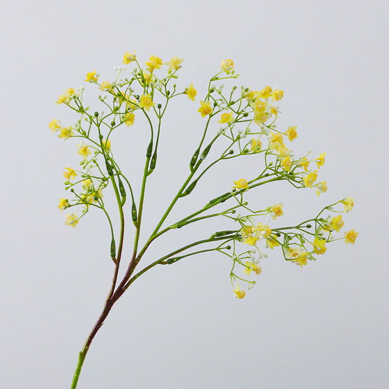Gypsophila