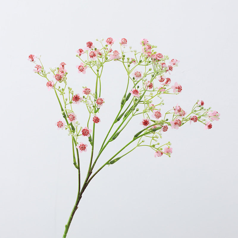 Gypsophila