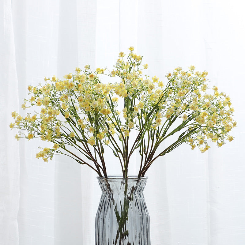 Gypsophila