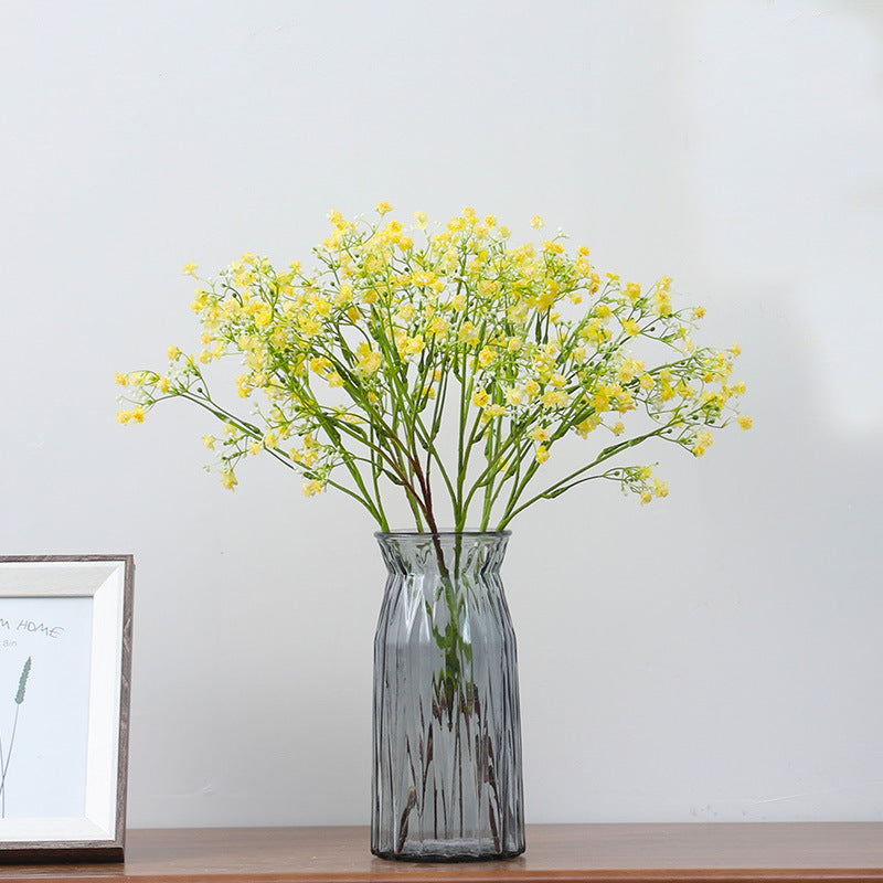 Gypsophila