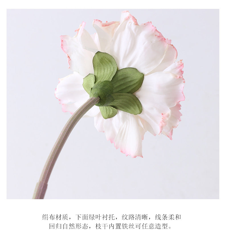 Carnation Karafiat