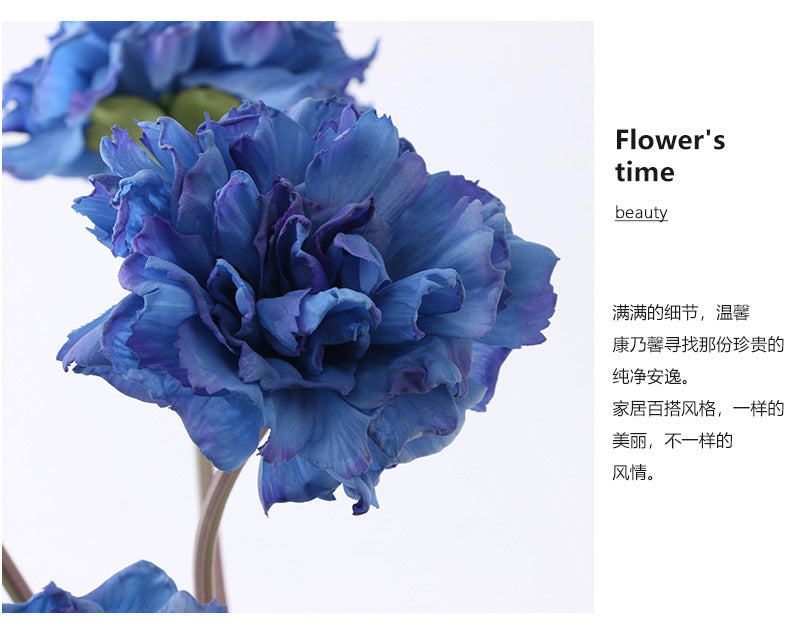 Carnation Karafiat