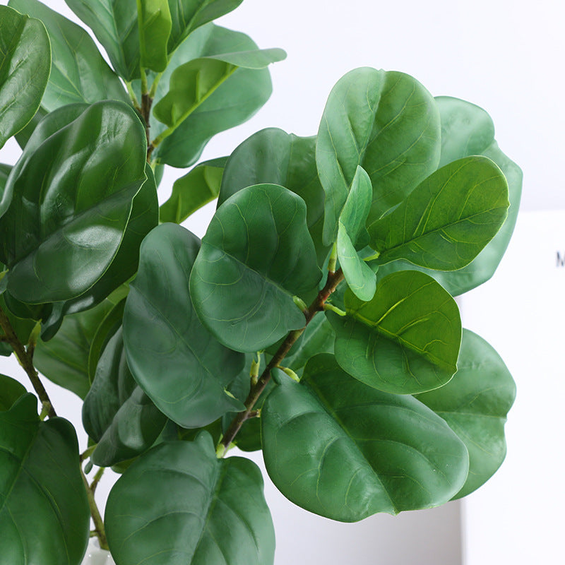 Ficus