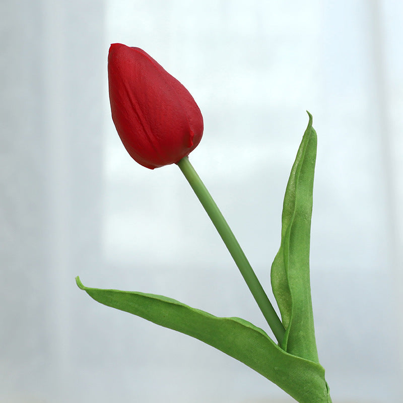 Tulip - ANNAM
