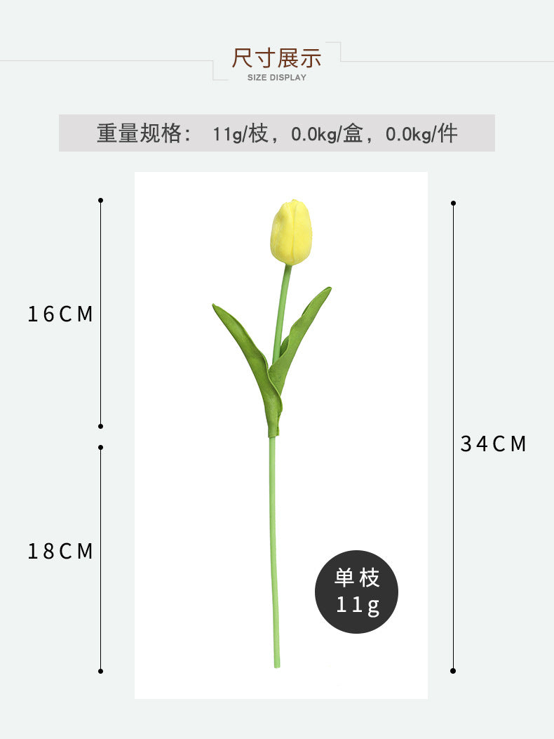 Tulip - ANNAM