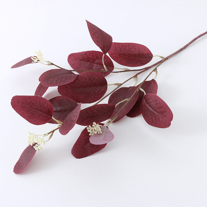 American eucalyptus