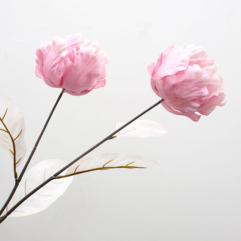 Cathay Pacific Tulip - ANNAM