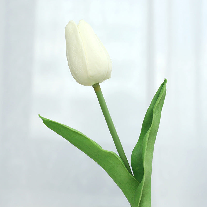 Tulip - ANNAM