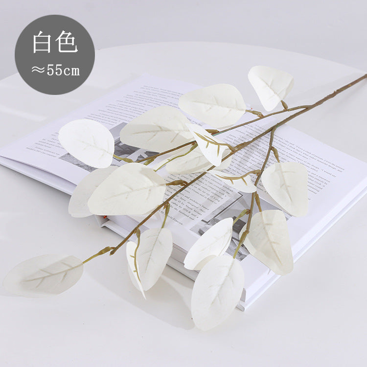 American eucalyptus