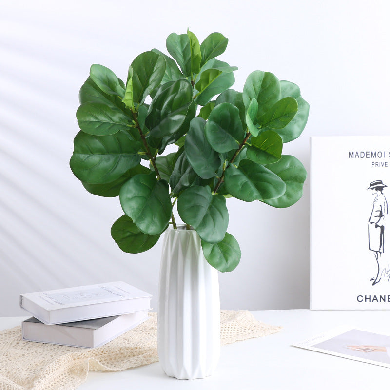 Ficus