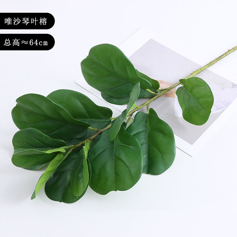 Ficus