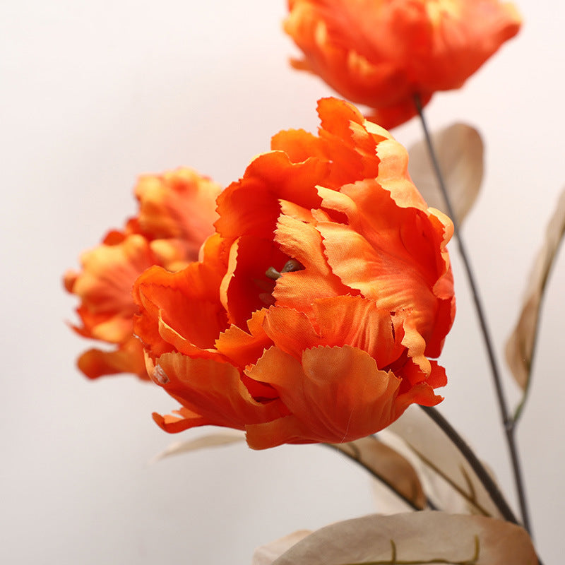 Cathay Pacific Tulip - ANNAM
