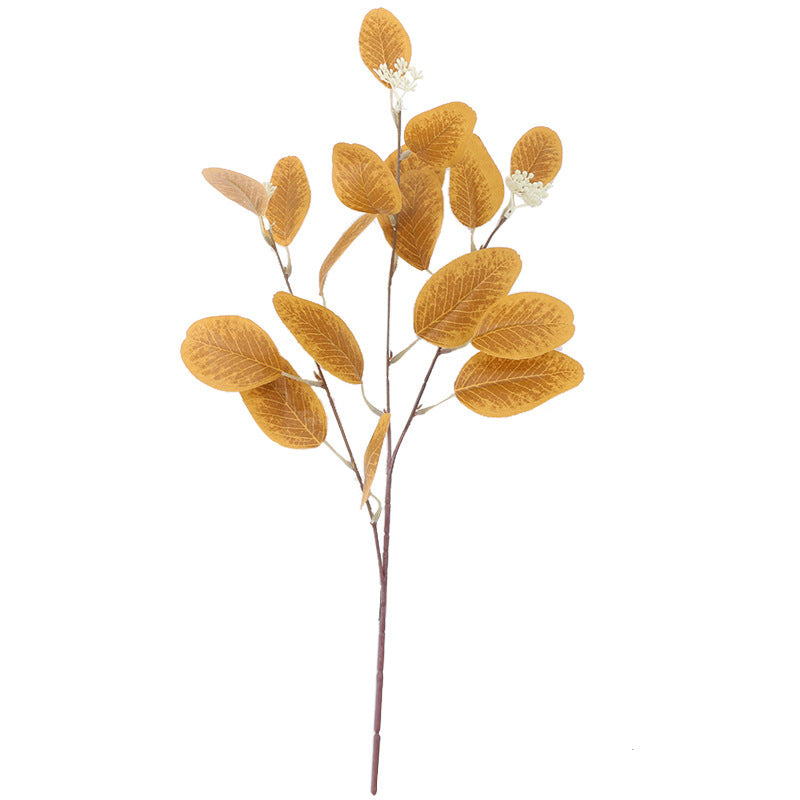 American eucalyptus