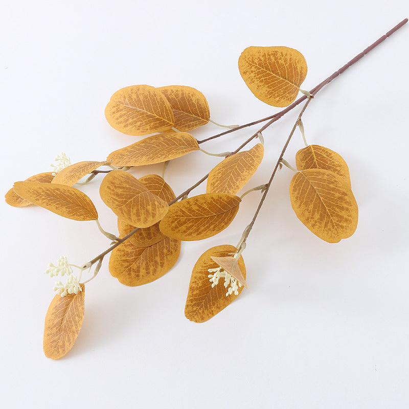 American eucalyptus