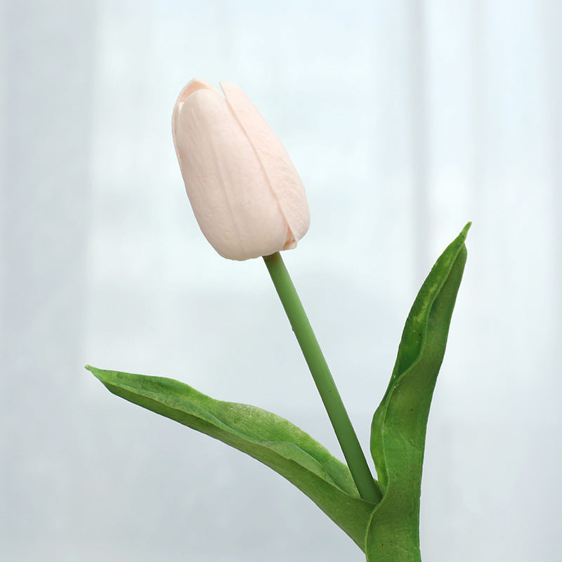 Tulip - ANNAM