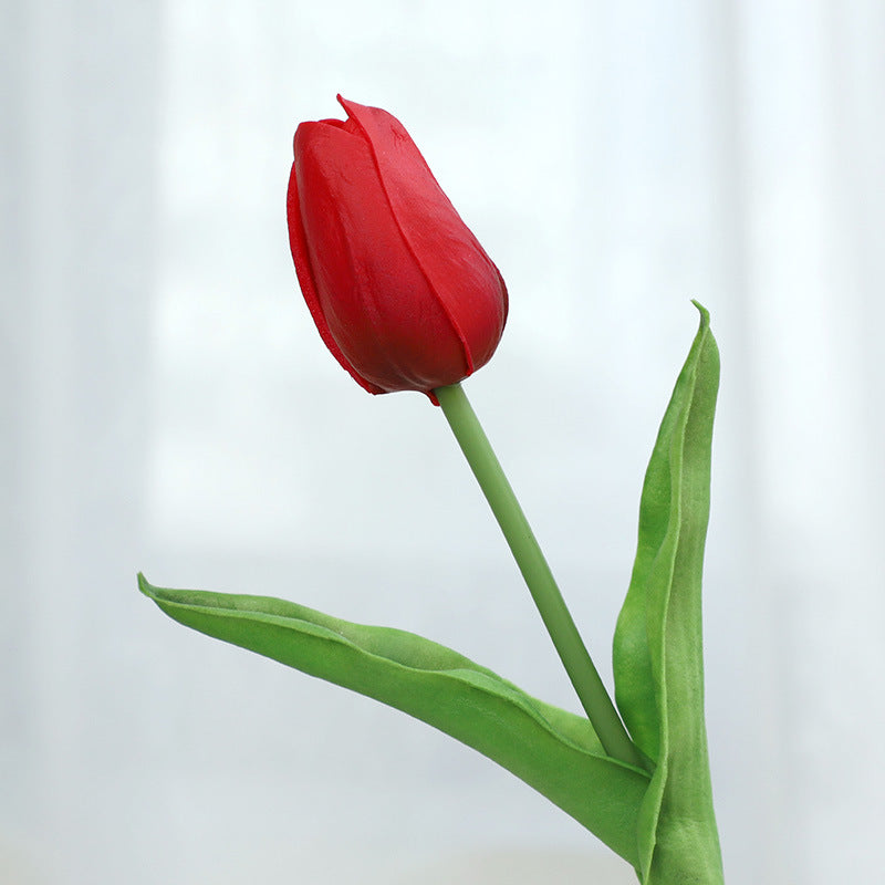 Tulip - ANNAM