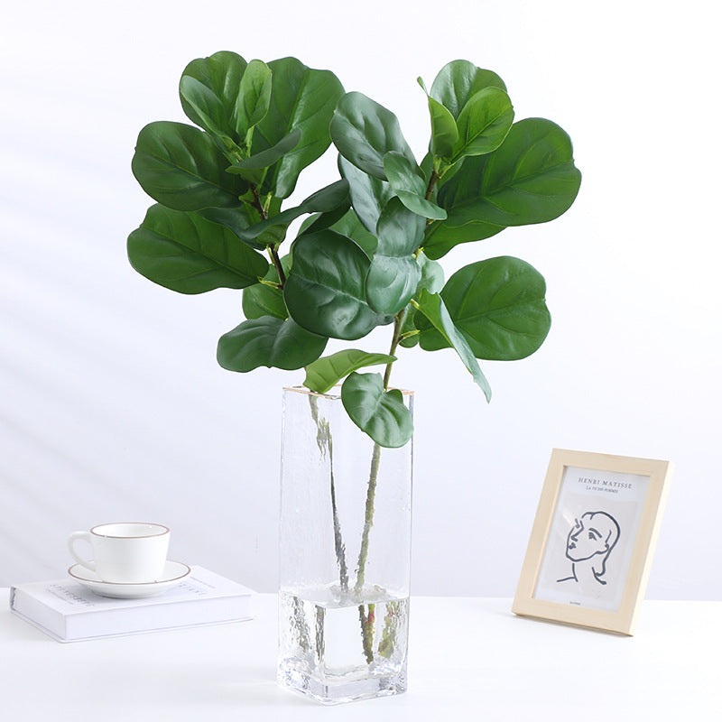 Ficus