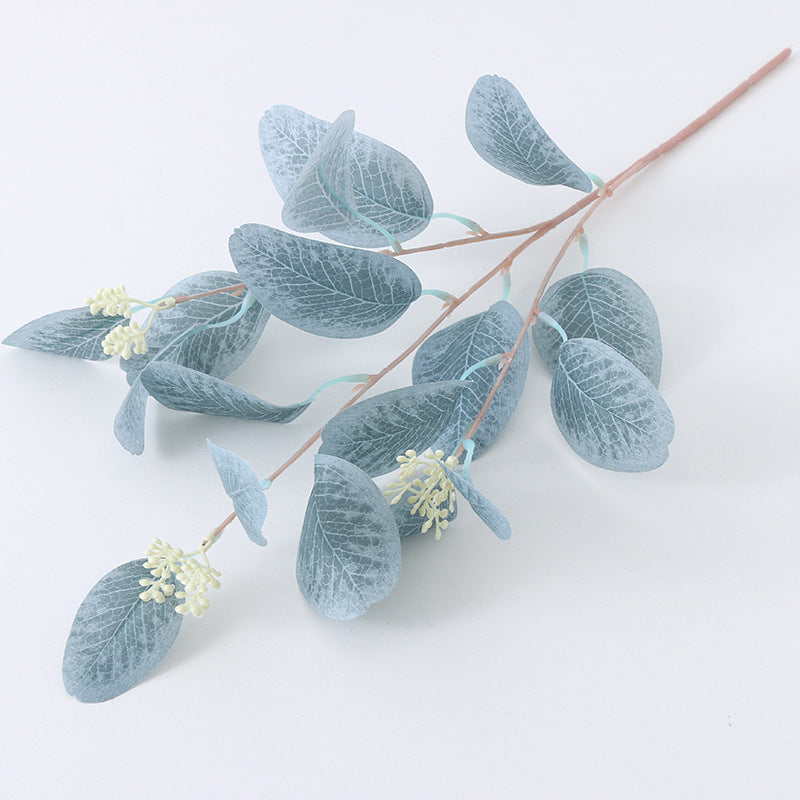 American eucalyptus